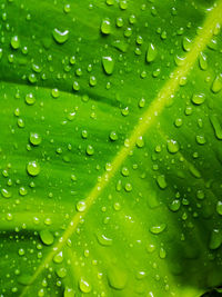 Full frame shot of wet leaves