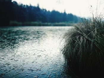 Close-up of tree by lake against sky