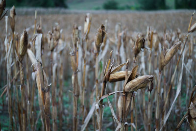 Close-up of stalks in field