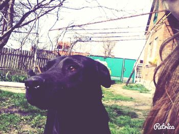 one animal
