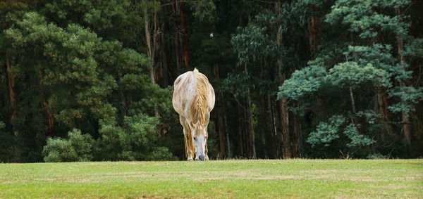 Horse grazing on field against trees