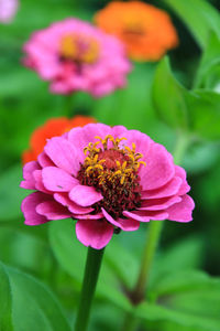 Close-up of pink flower blooming outdoors