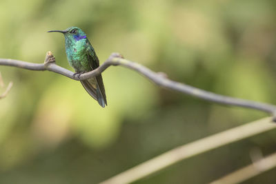 Close-up of bird perching on branch