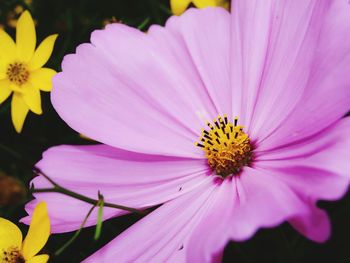 Close-up of pink cosmos flower blooming outdoors