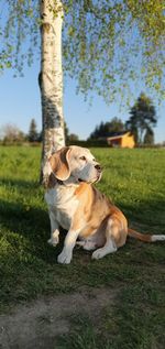 Full length of a dog on field