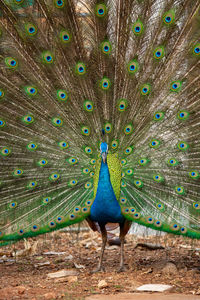 Peacock feathers in a field