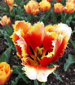 Close-up of orange flower