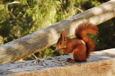 Squirrel on wooden log