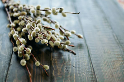 High angle view of flowering plant on table