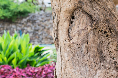 Close-up of tree trunk