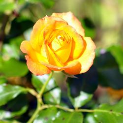 Close-up of yellow rose