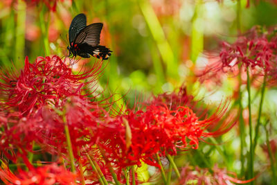 Red spider lily