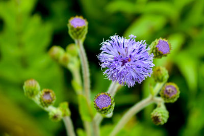 Close-up of purple flowering plant