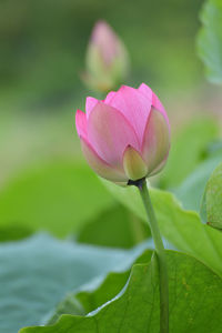 Close-up of pink flower