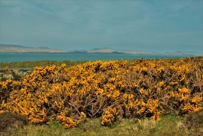 Yellow flowering plants on field against sky