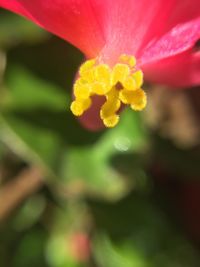 Close-up of yellow flower blooming outdoors