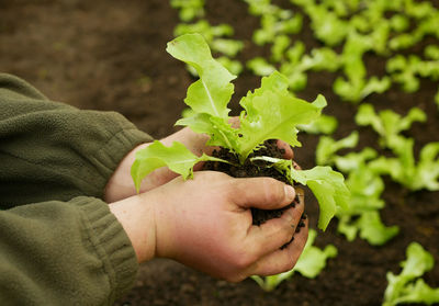 Cropped hand of woman holding yellow flower