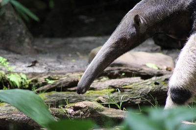 Close-up of snake