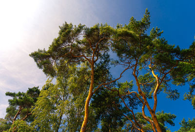 Low angle view of trees against sky