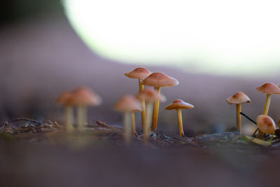 Beautiful tiny mushrooms growing in the autumn forest. natural woodlands scenery in latvia.