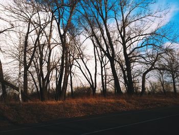 Bare trees against sky