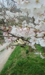 Flowers growing on tree