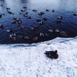 High angle view of ducks in water
