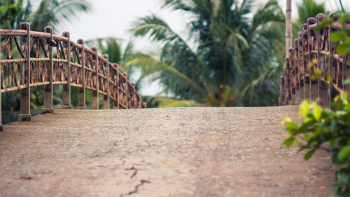 Surface level of palm trees on footpath