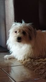 Portrait of white dog relaxing on floor