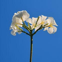 Low angle view of flowering plant against blue sky