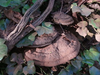 Close-up high angle view of plants