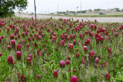 Pink flowering plants on field against sky