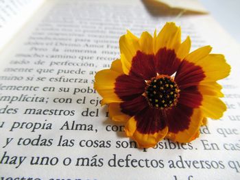 Close-up of flower with text on open book