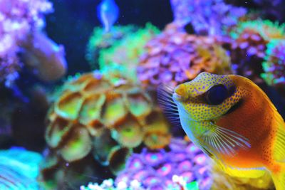 Close-up of fish swimming in sea
