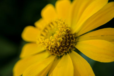 Close-up of yellow flower blooming in park