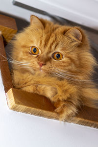 Gorgeous orange persian cat with deep gaze