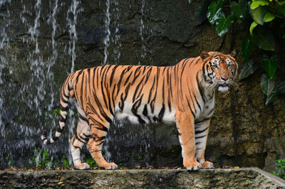 Bengal tiger stand alone near waterfall