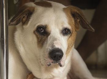 Close-up portrait of dog