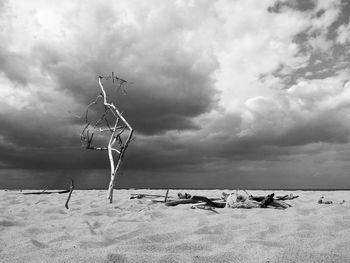 A lonely bare tree on a beach