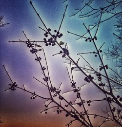 Low angle view of bare trees against blue sky