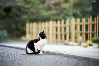 Black and white cat sitting on the roadside