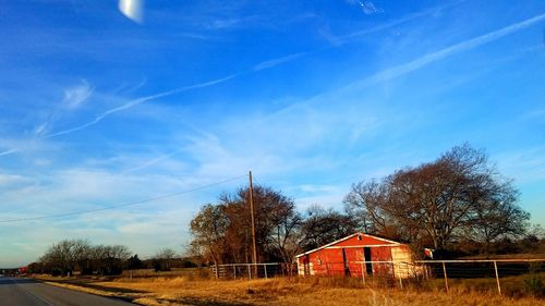 Trees against blue sky