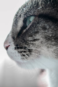 Close-up portrait of cat