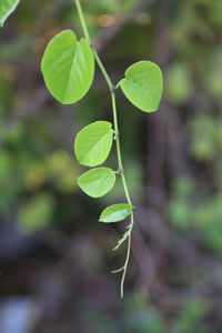 Close-up of green leaves on plant