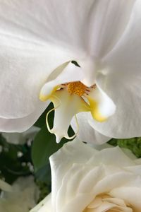 Close-up of white flower