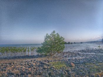 Scenic view of sea against clear sky