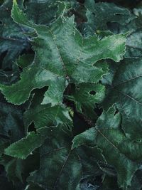 Full frame shot of leaves