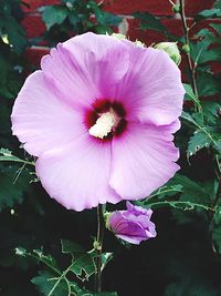 Close-up of pink flower