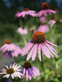 Close-up of pink flower