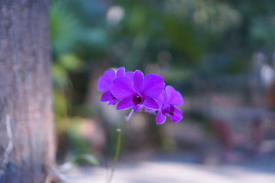 Close-up of pink flowering plant